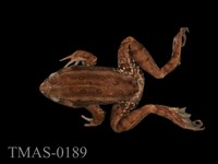 藏品(金線蛙)的圖片